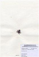 藏品(寬珊藻)的圖片